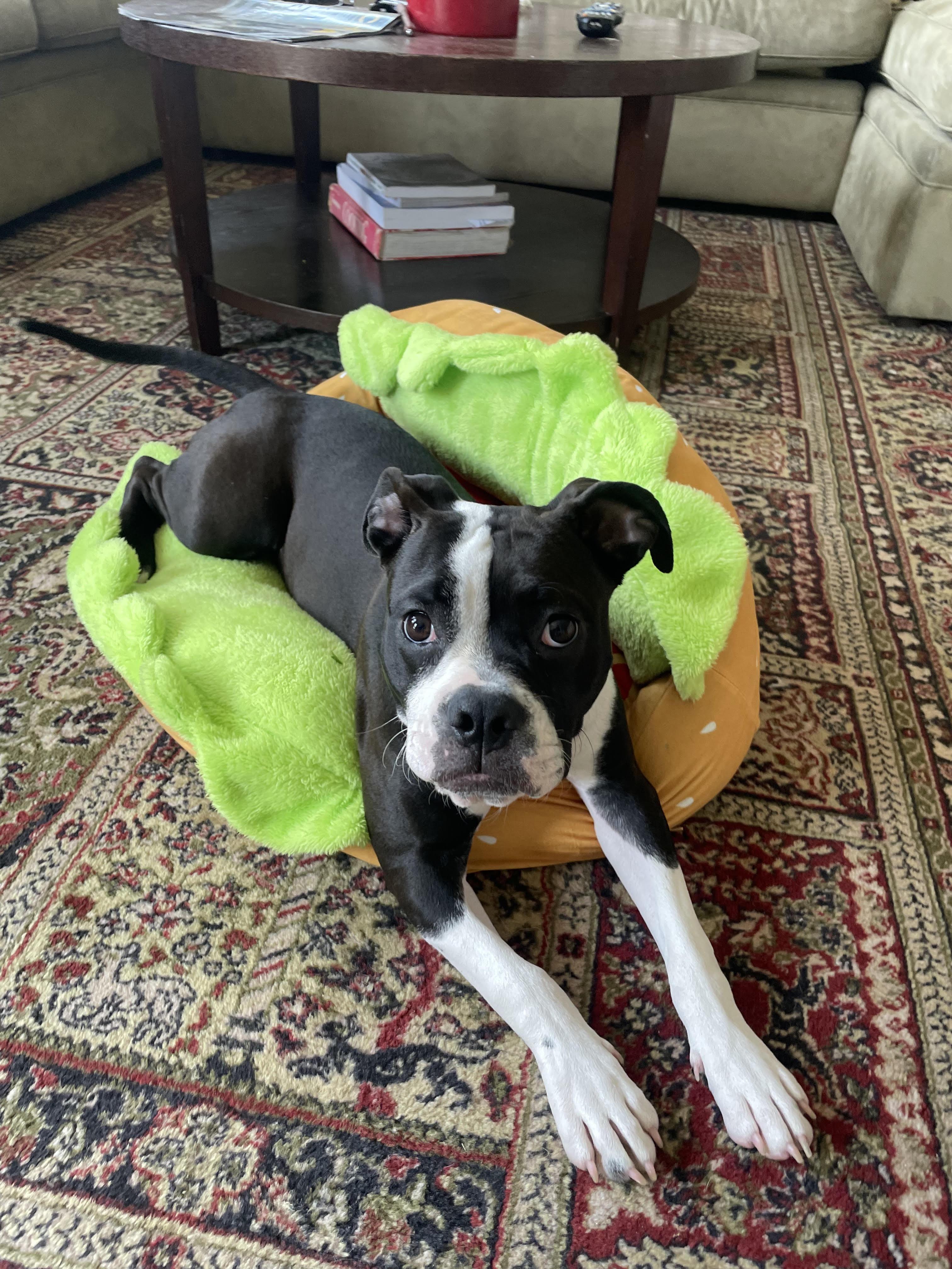Enlarge Lexie, a Adoptable mixed breed in St Petersburg, FL image 2/3