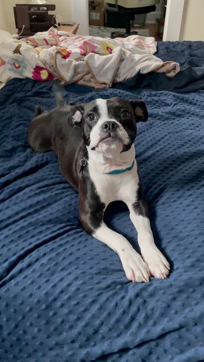 Enlarge Lexie, a Adoptable mixed breed in St Petersburg, FL video 3/3