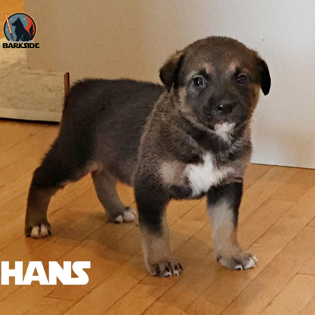Enlarge Han Solo, a Adoptable Mixed Breed in Calgary, AB image 1/5