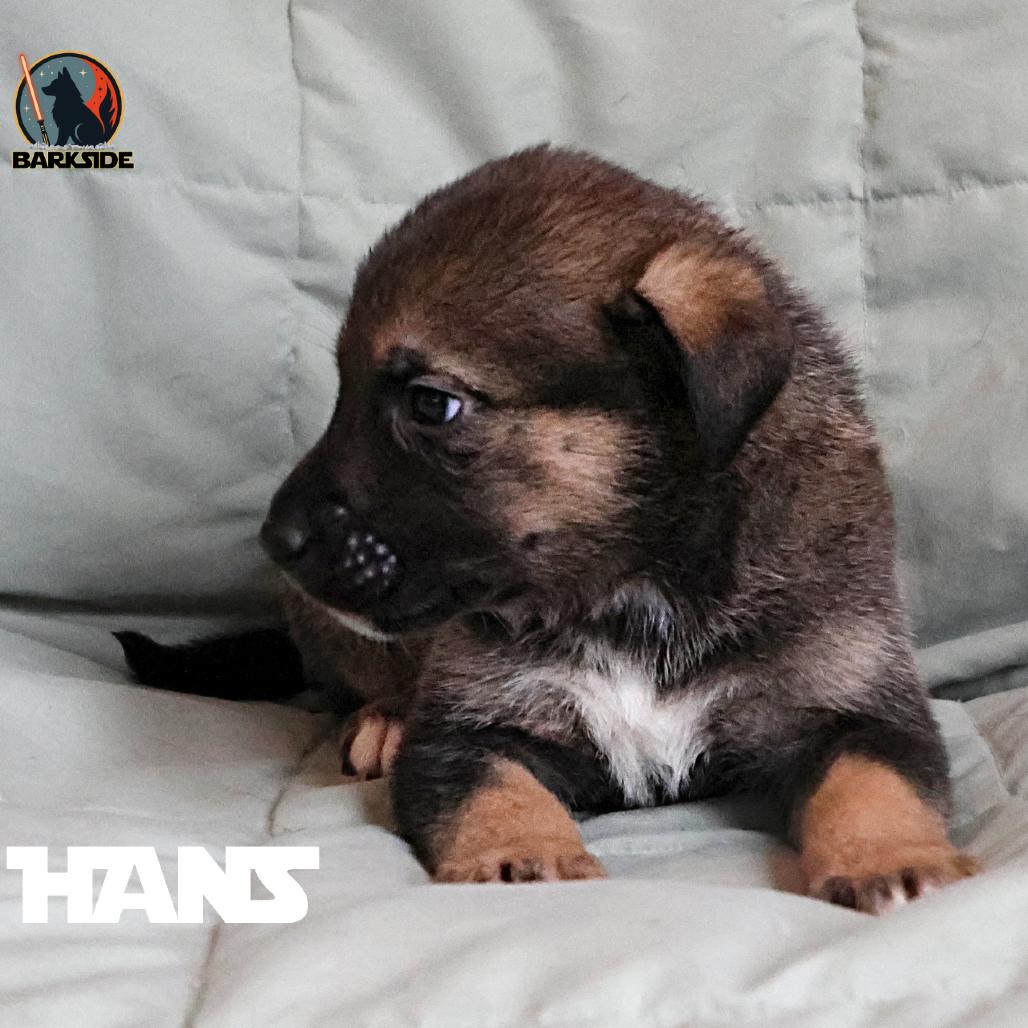 Enlarge Han Solo, a Adoptable Mixed Breed in Calgary, AB image 2/5
