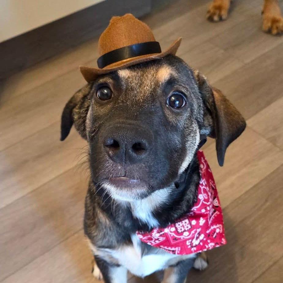 Han Solo, a Adoptable Mixed Breed in Calgary, AB image 3/6