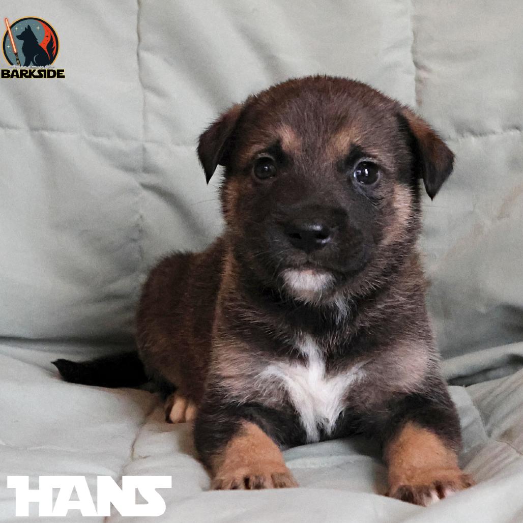 Enlarge Han Solo, a Adoptable Mixed Breed in Calgary, AB image 3/5