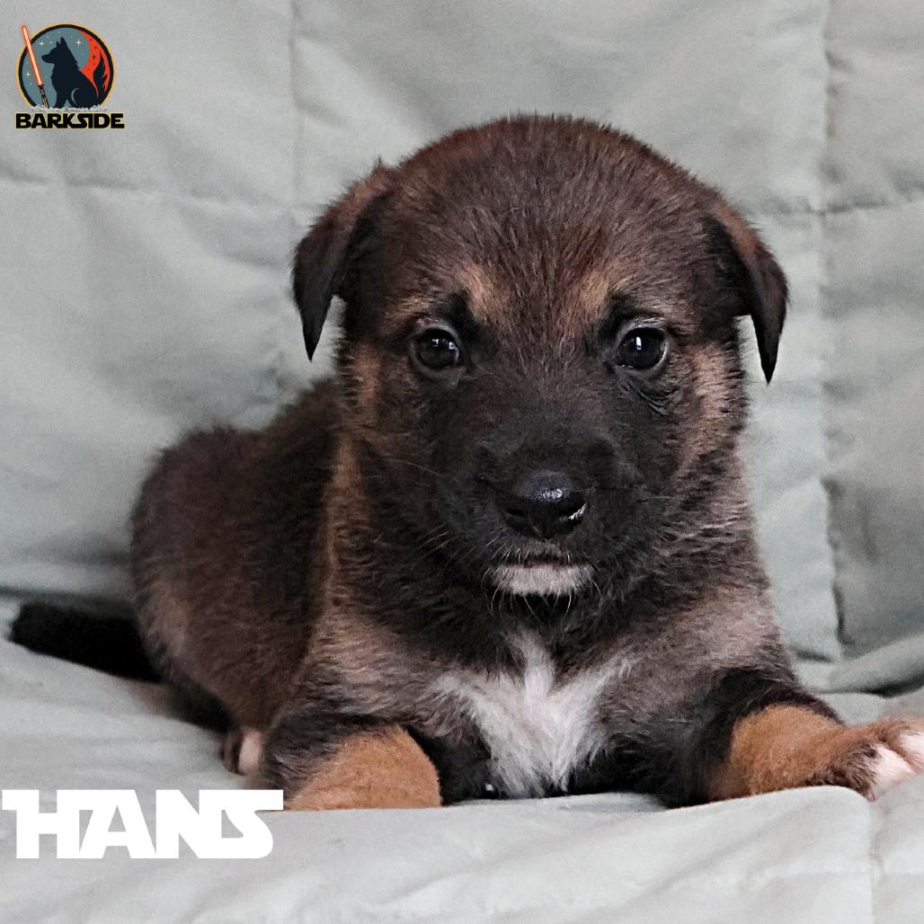 Enlarge Han Solo, a Adoptable Mixed Breed in Calgary, AB image 4/5