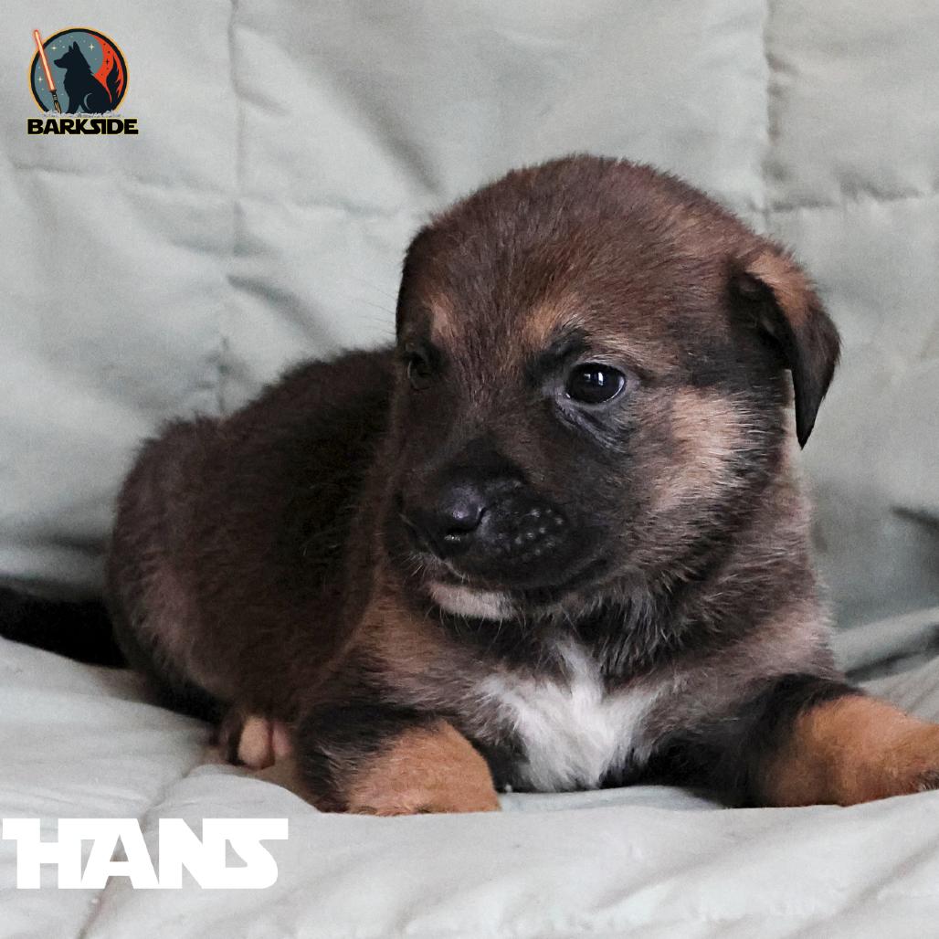 Enlarge Han Solo, a Adoptable Mixed Breed in Calgary, AB image 5/5