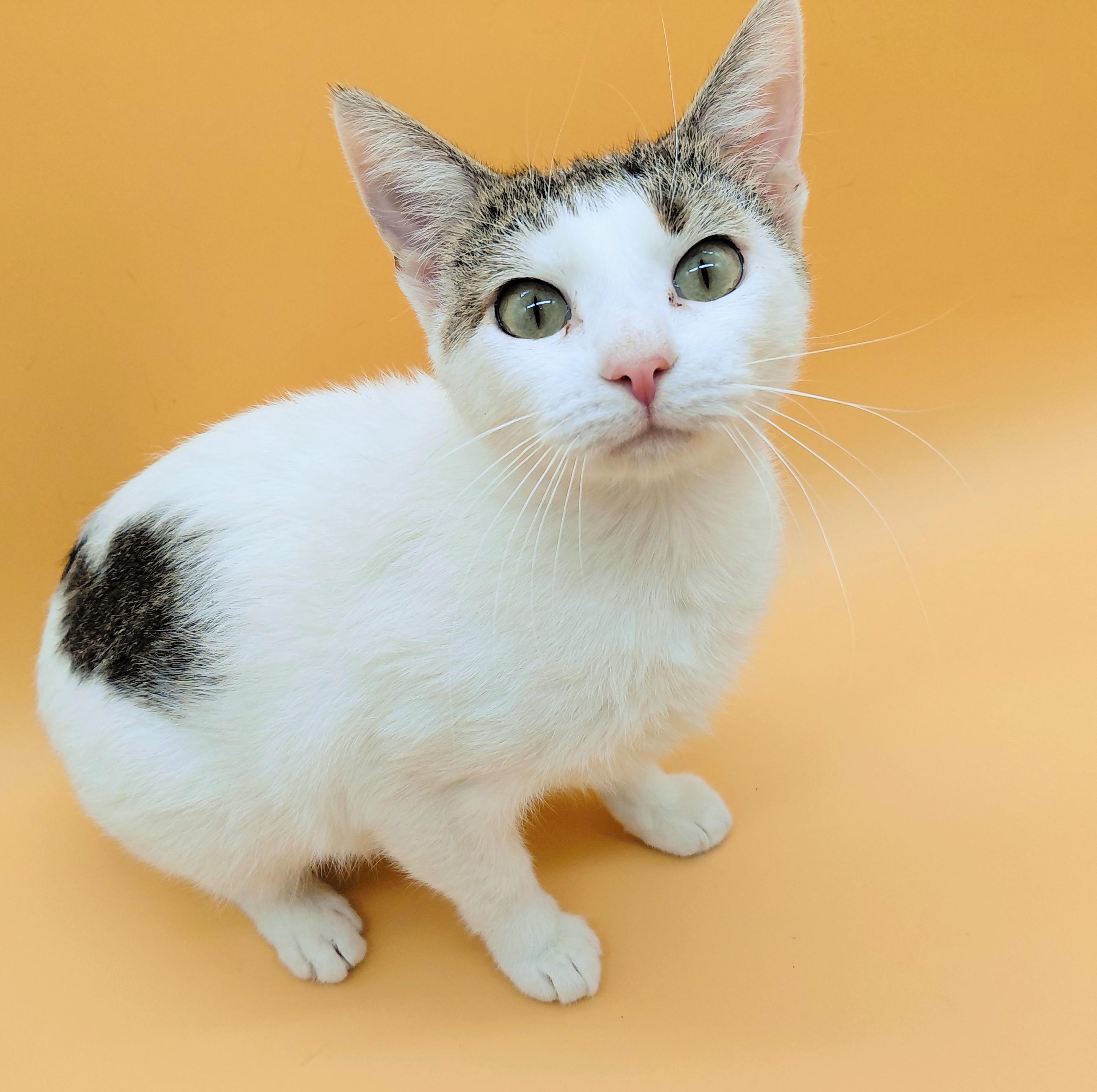 Mamacita — thumbnail 4