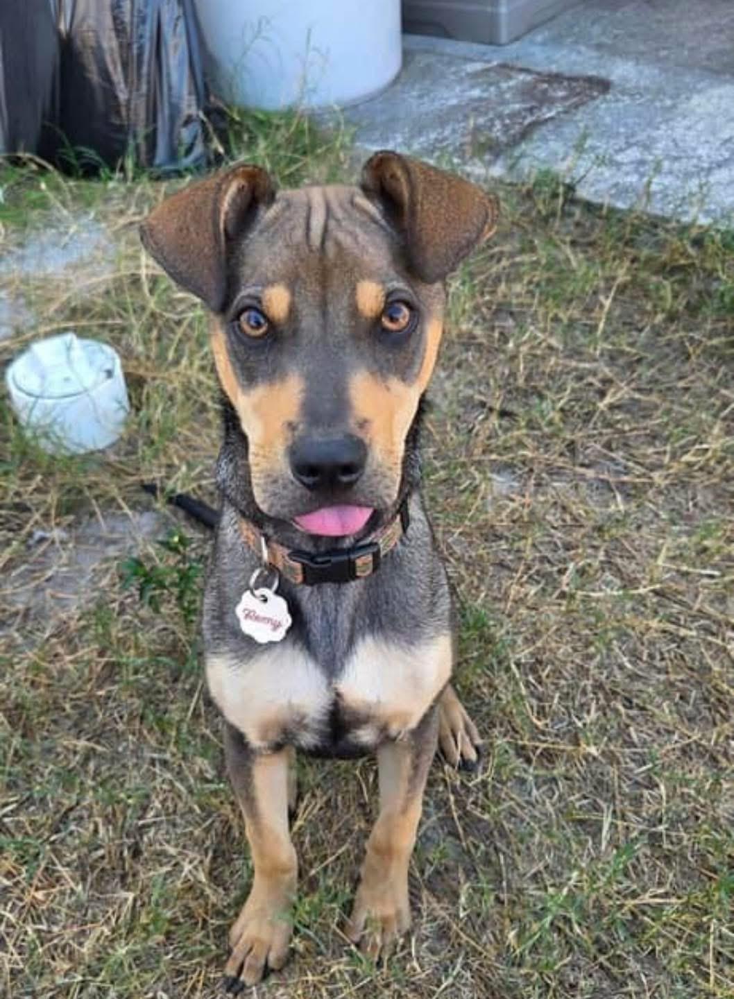 Benji, ADOPTABLE, Puppy Male Mixed Breed.