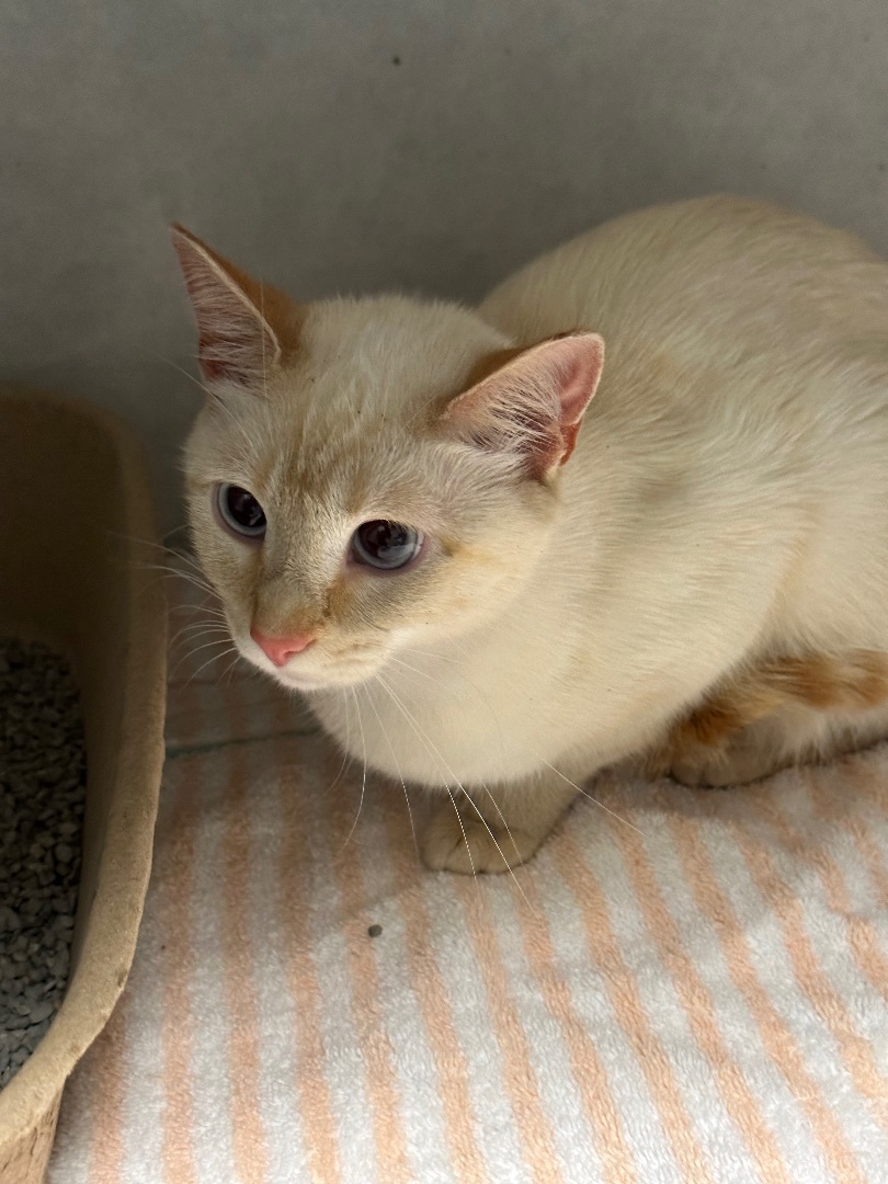 Enlarge Snow, a Adopted Siamese in Pinson, AL image 1/9