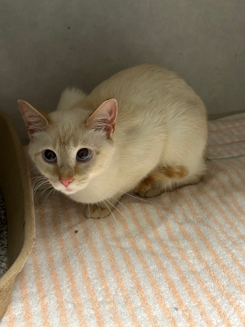 Enlarge Snow, a Adopted Siamese in Pinson, AL image 2/9