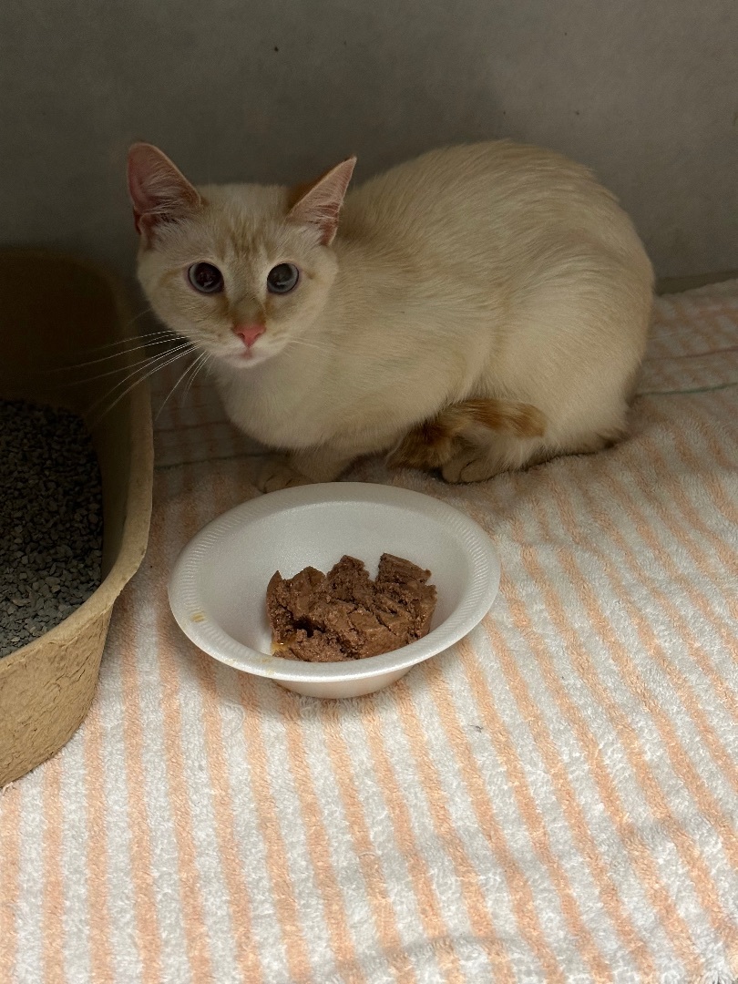 Enlarge Snow, a Adopted Siamese in Pinson, AL image 3/9