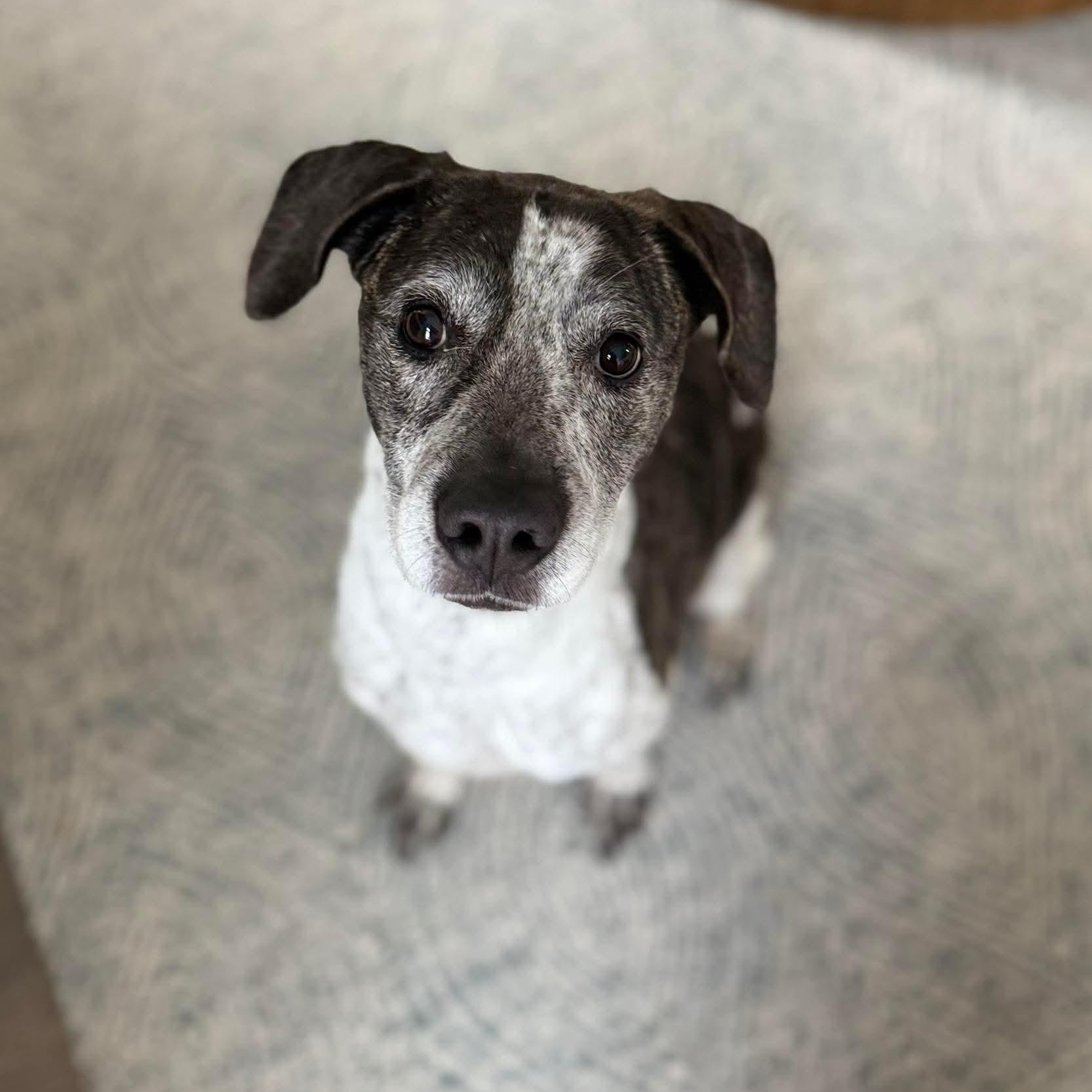 Enlarge Callie, a ADOPTABLE mixed breed in Wando, SC image 2/2