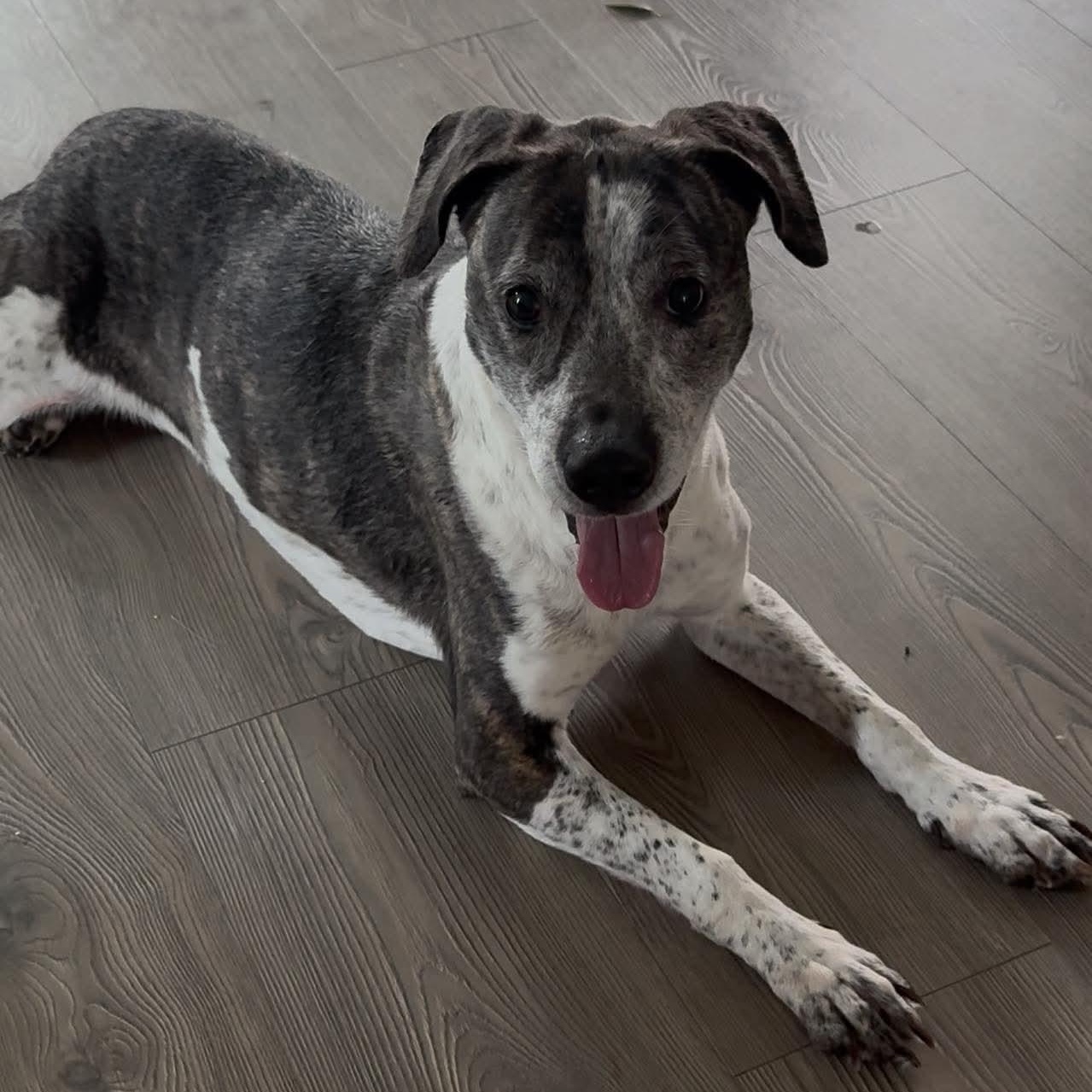 Callie, ADOPTABLE, Adult Female Plott Hound & Pointer.