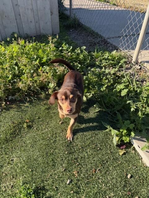 Asher, Adoptable, Young Male Chihuahua.