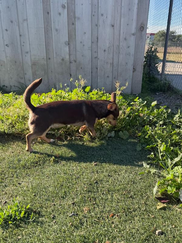 Enlarge Asher, a Adoptable mixed breed in Stockton, CA image 2/2