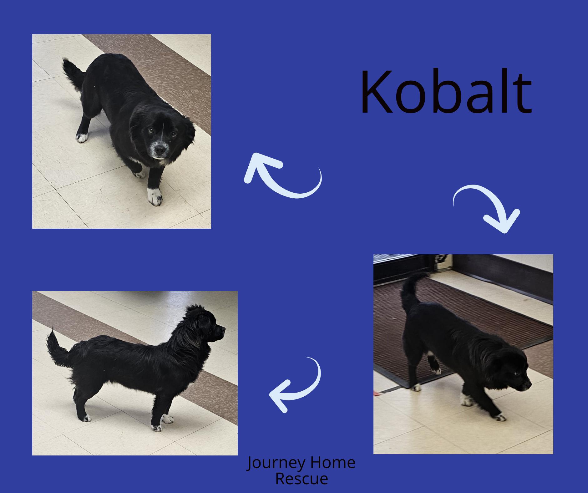 Enlarge Kobalt, an adopted mixed breed in East Wenatchee, WA image 1/1
