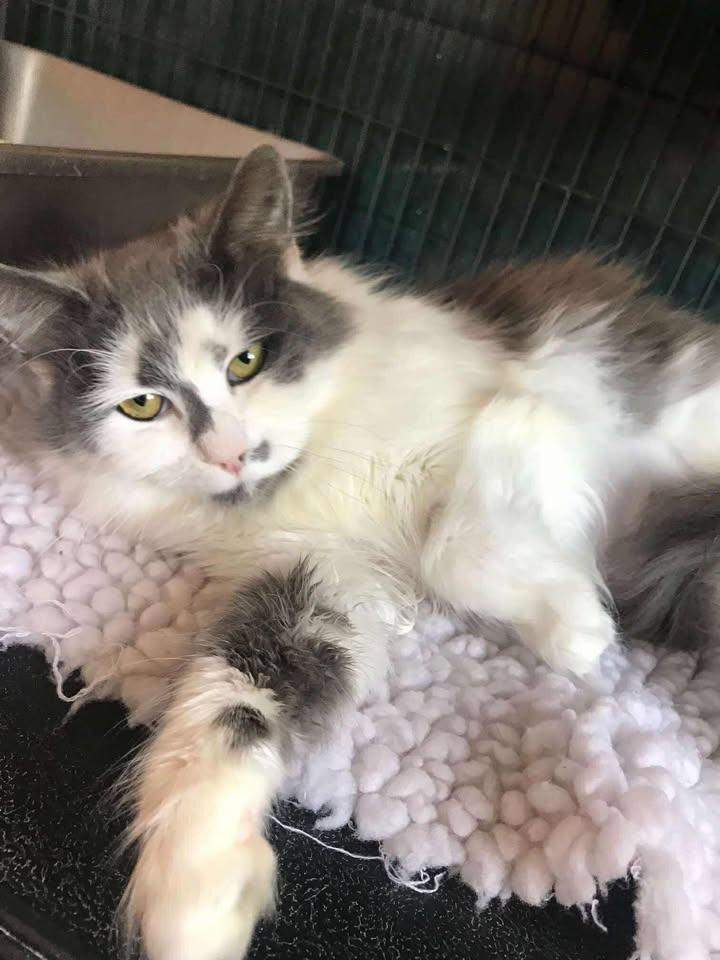 Payge, an adoptable Domestic Long Hair in Arthurette, NB, E7H 4C2 | Photo Image 1