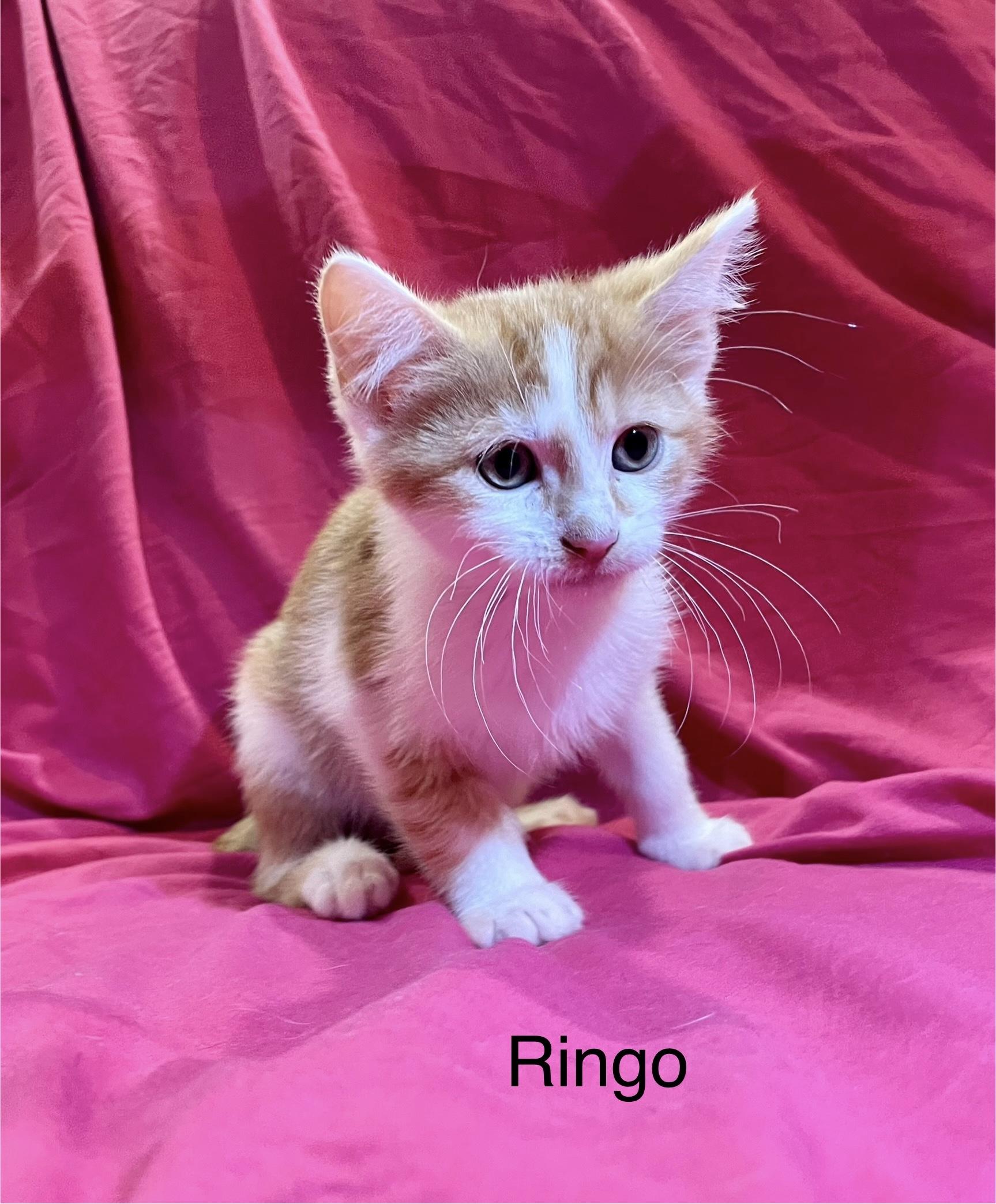Ringo