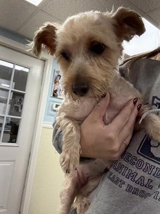 Enlarge Bella Sara, a Adoptable mixed breed in East Brookfield, MA image 1/1