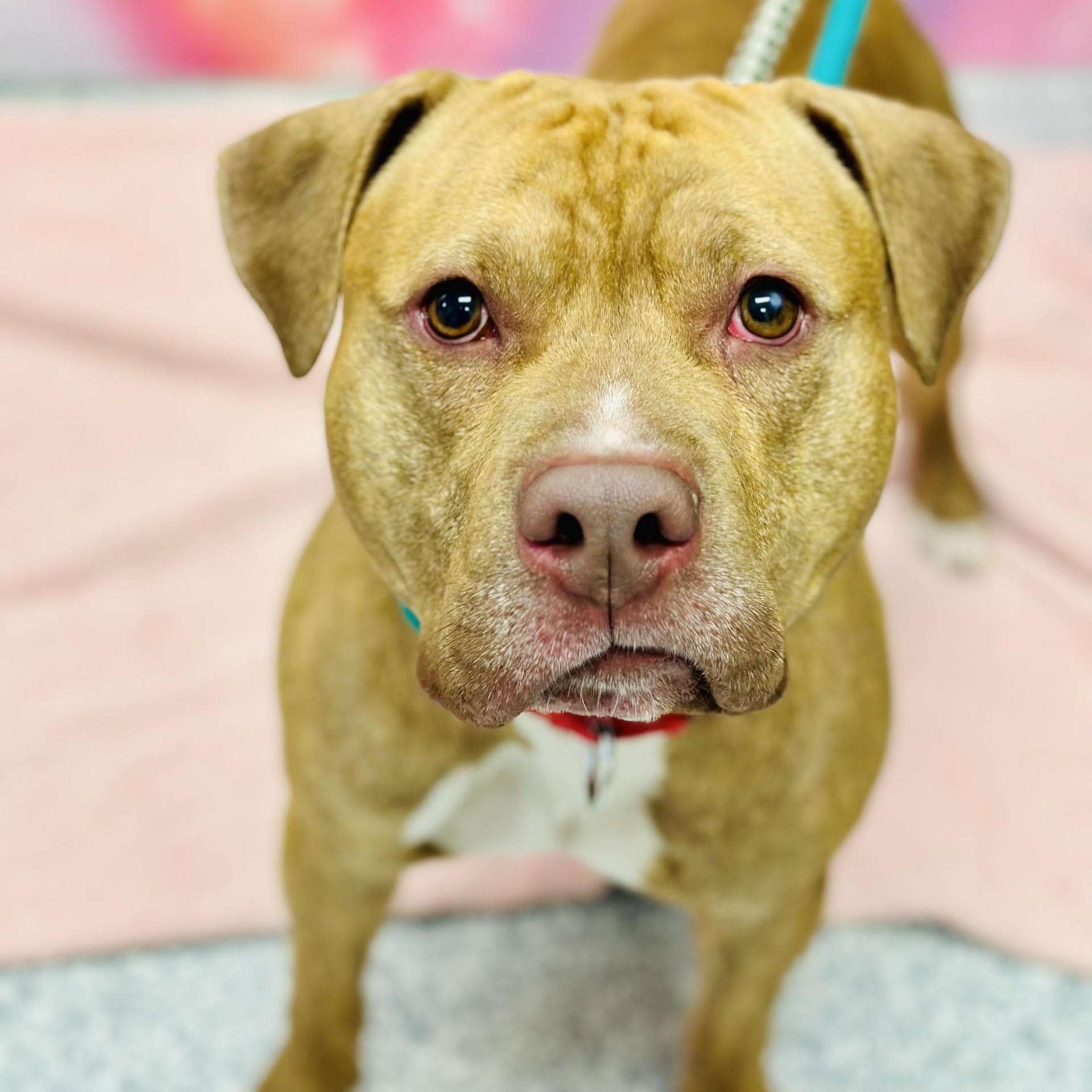 Enlarge Judge , an adopted Pit Bull Terrier in Manahawkin, NJ image 2/4