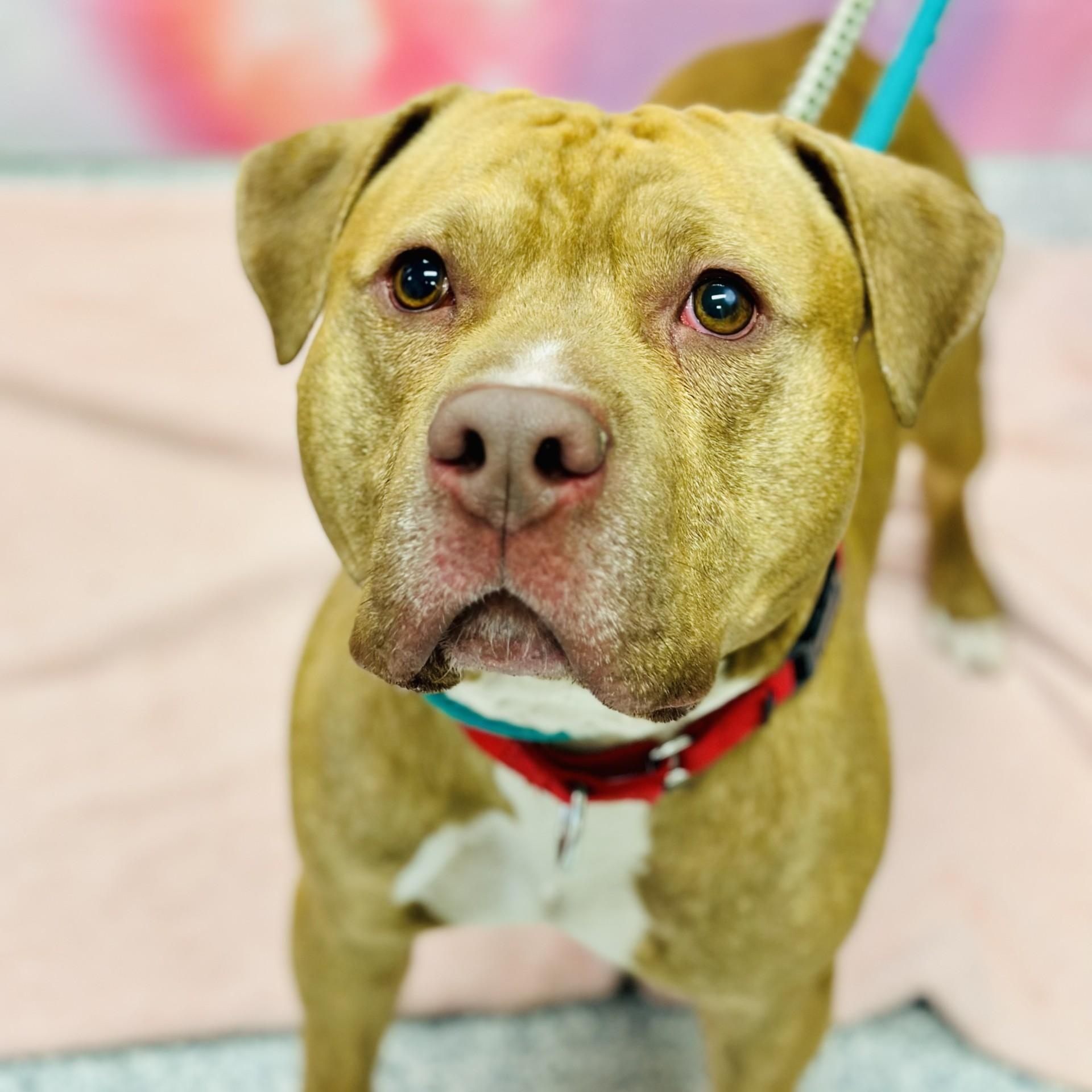 Enlarge Judge , an adopted Pit Bull Terrier in Manahawkin, NJ image 3/4