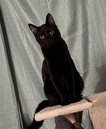 Willow, Adult Female unknown