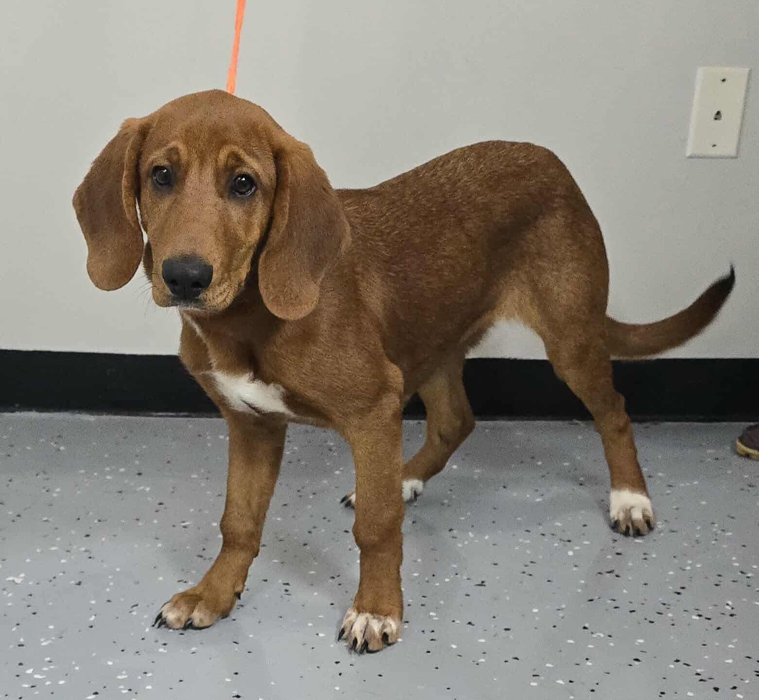 Bratson *foster needed*