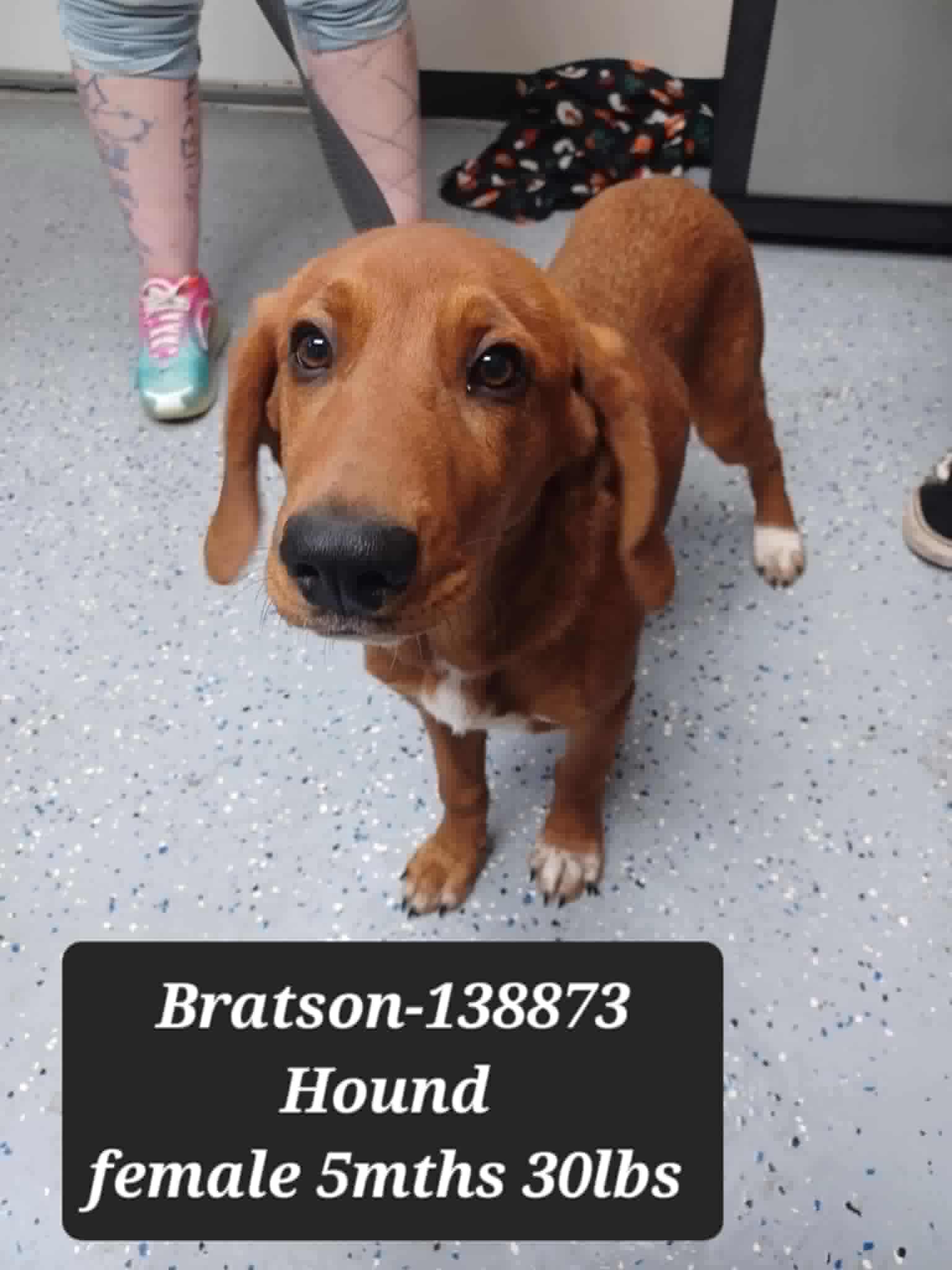 Bratson *foster needed*