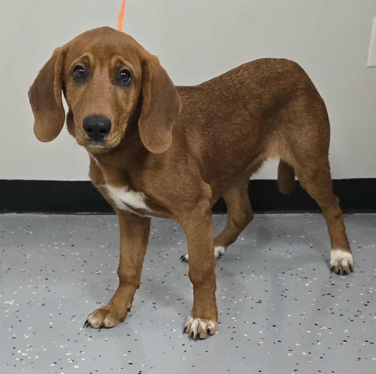 Bratson *foster needed*