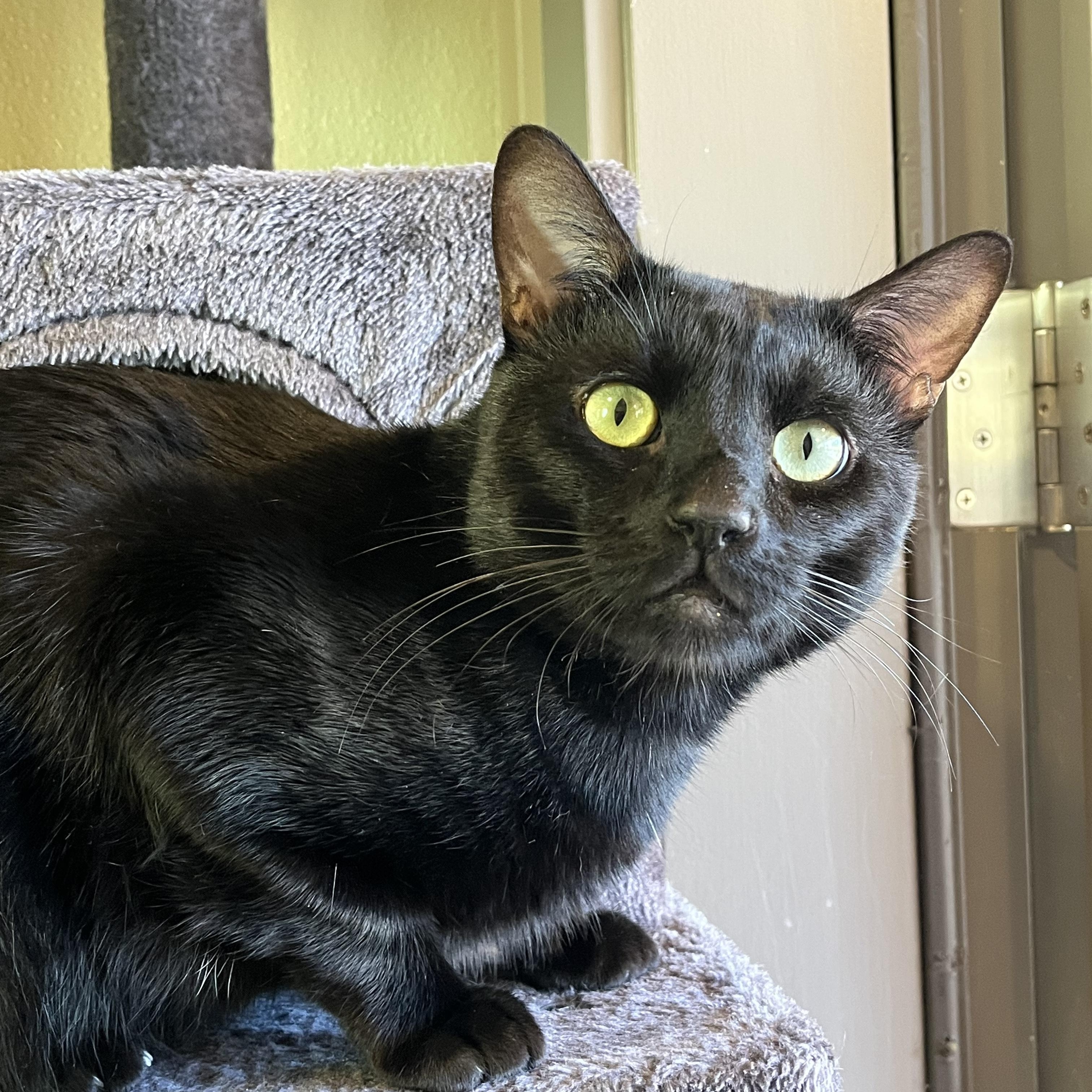 Onyx, Young Male unknown