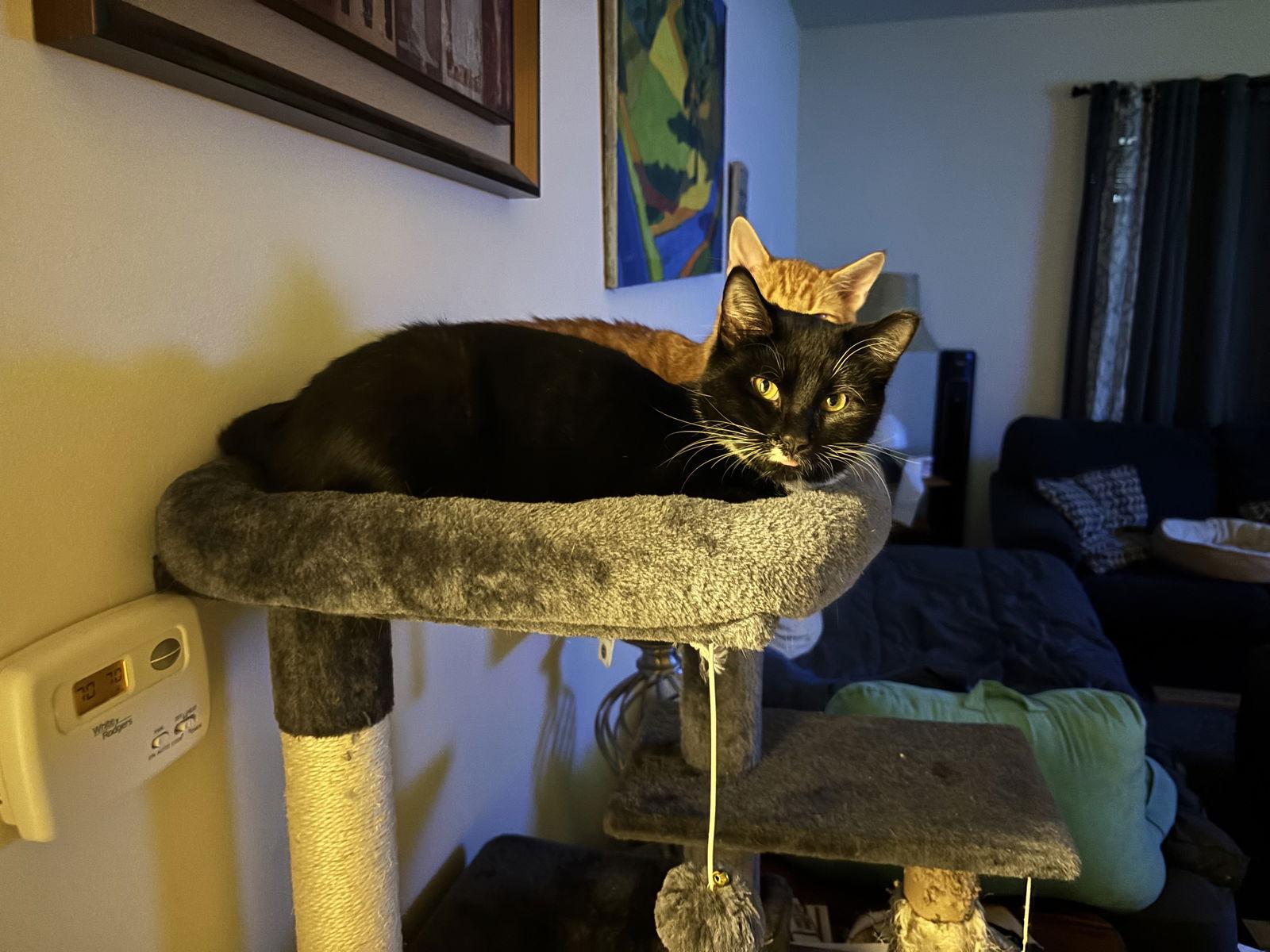 Shamu, a Adoptable Domestic Short Hair in Broomall, PA image 2/3