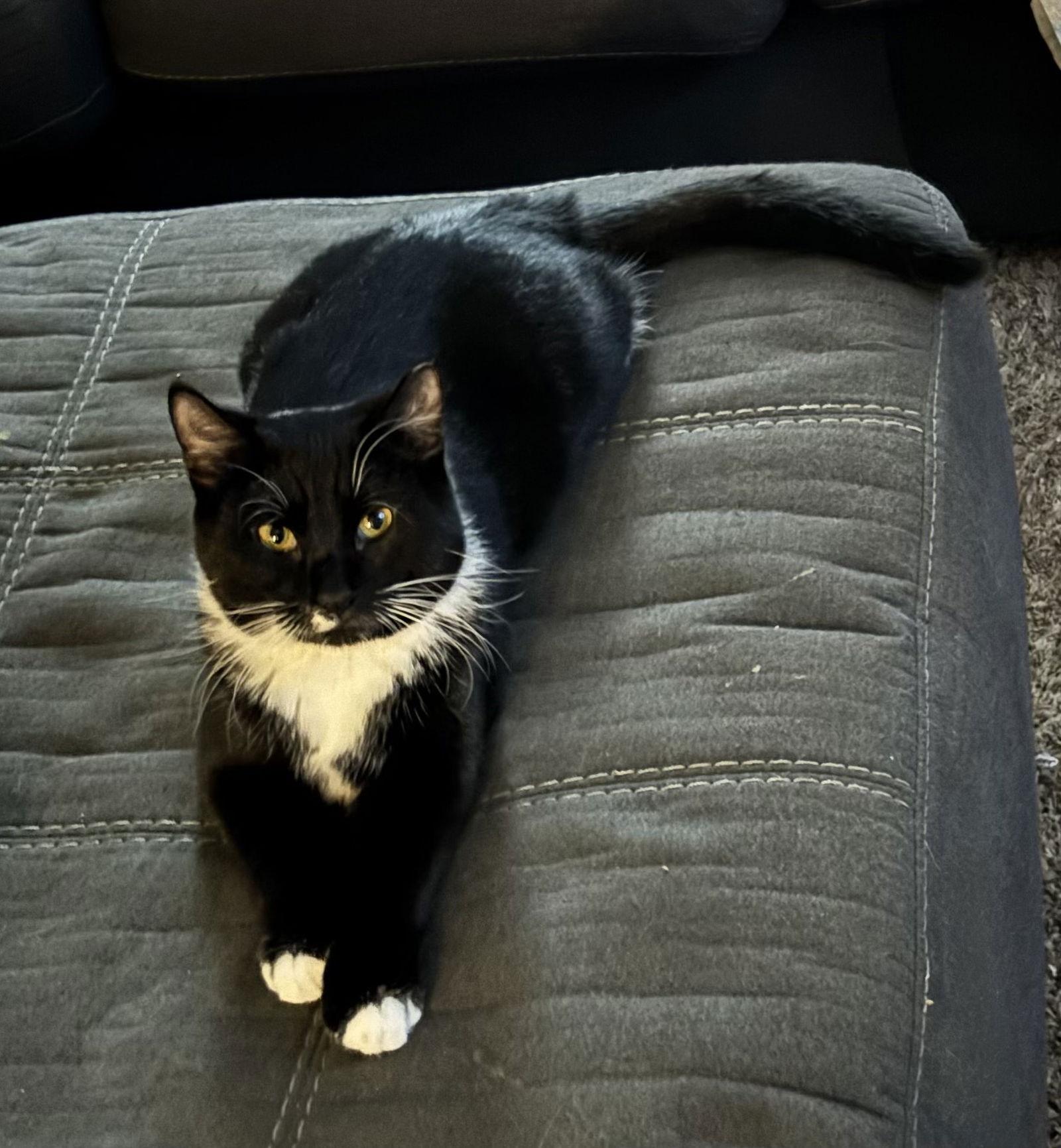 Shamu, a Adoptable Domestic Short Hair in Broomall, PA image 3/3