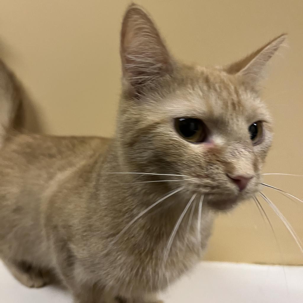 Mango, Adoptable, Adult Female Domestic Short Hair.