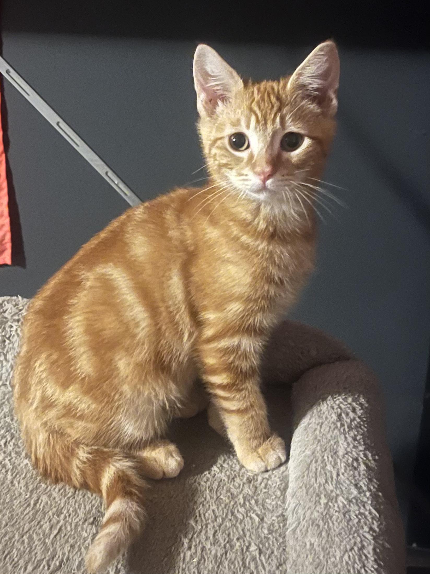 Pre-Adoption: Sour, Adoptable, Kitten Male Domestic Short Hair.