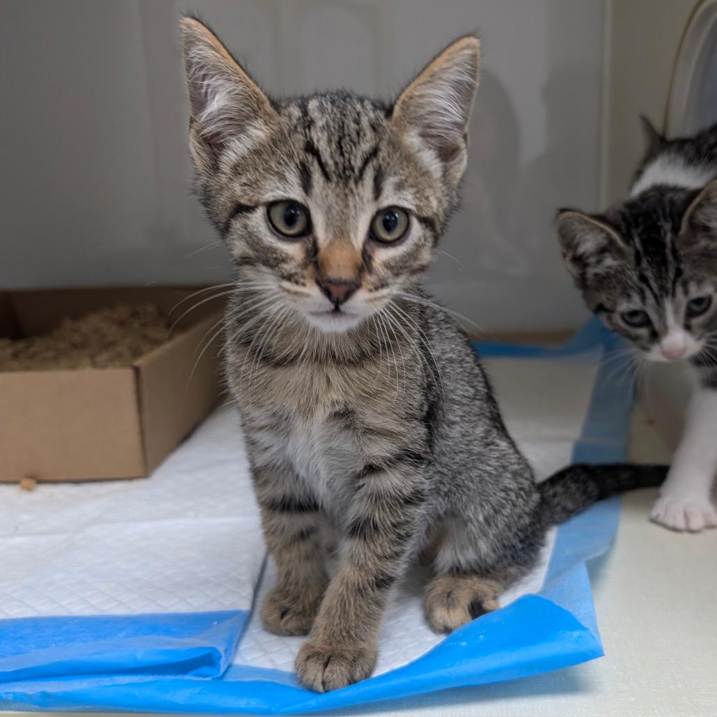 Lark, Adoptable, Kitten Female Domestic Short Hair.