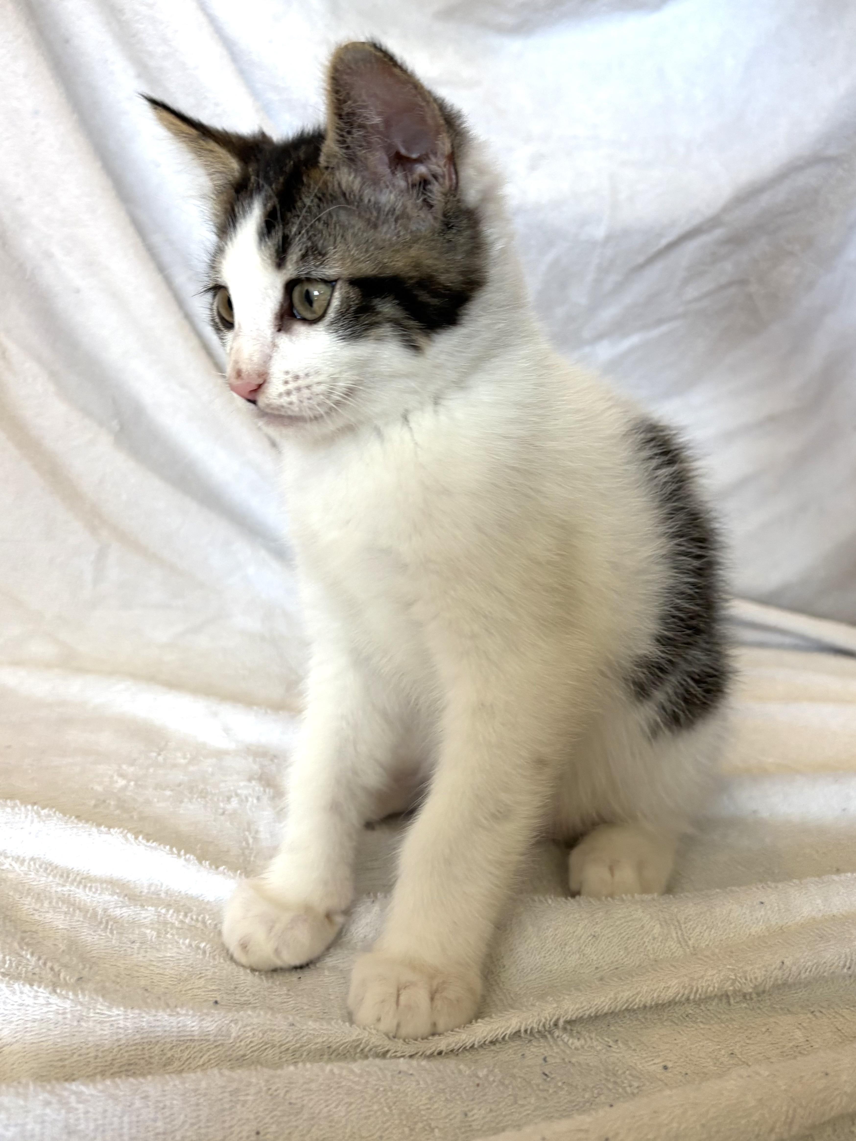 Smores, a ADOPTABLE mixed breed in Bonney Lake, WA image 1/6
