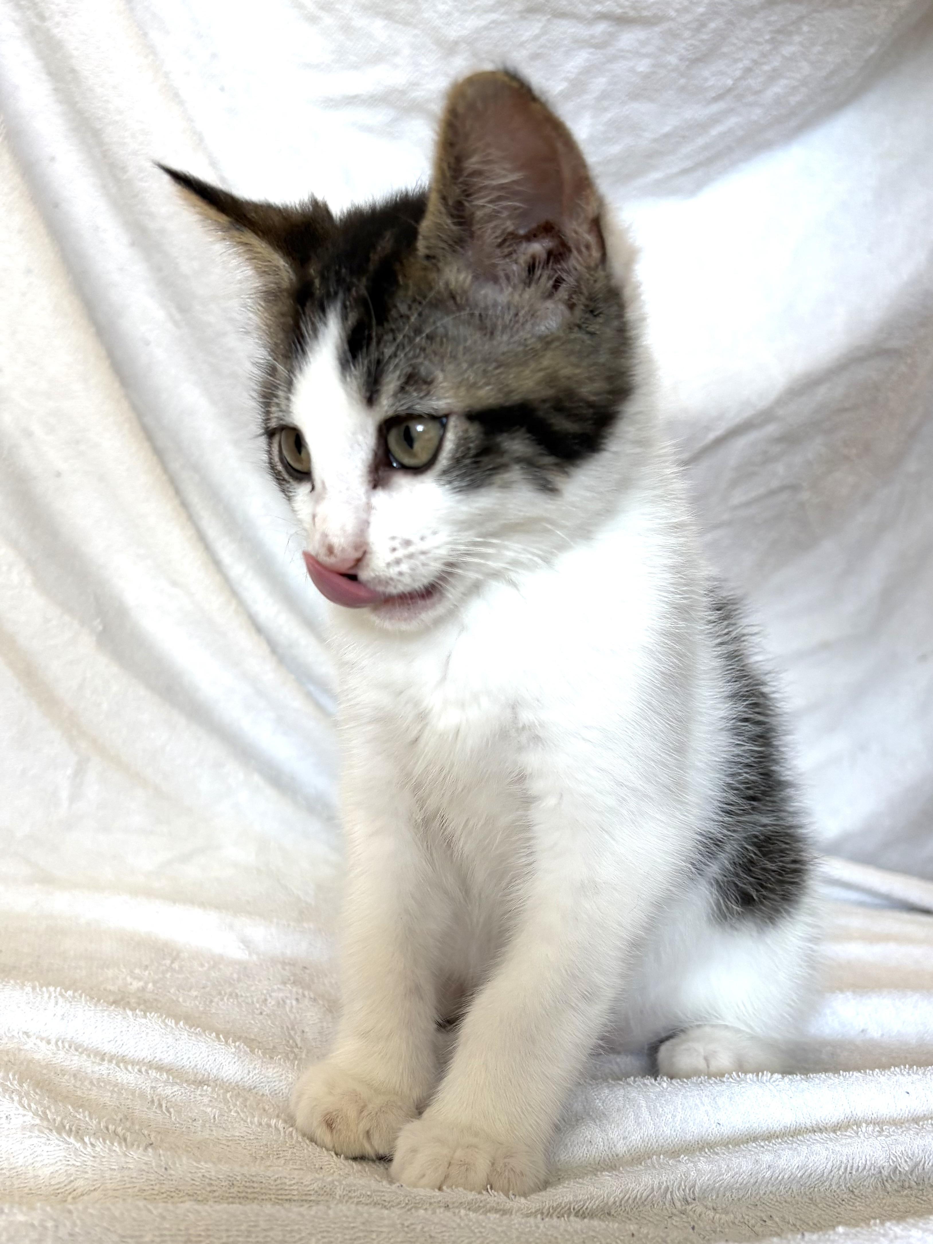 Smores, a ADOPTABLE mixed breed in Bonney Lake, WA image 4/6