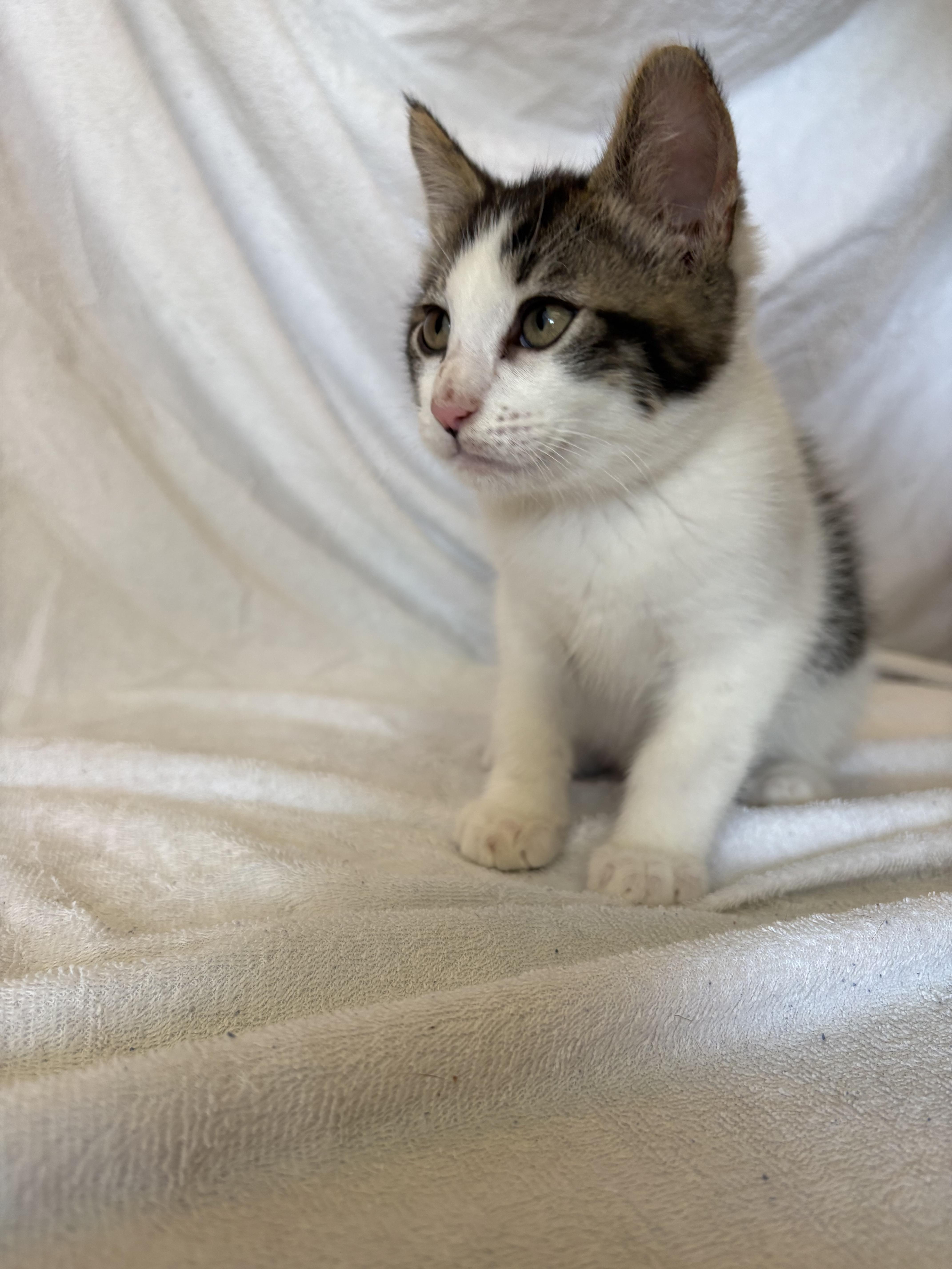 Smores, a ADOPTABLE mixed breed in Bonney Lake, WA image 5/6