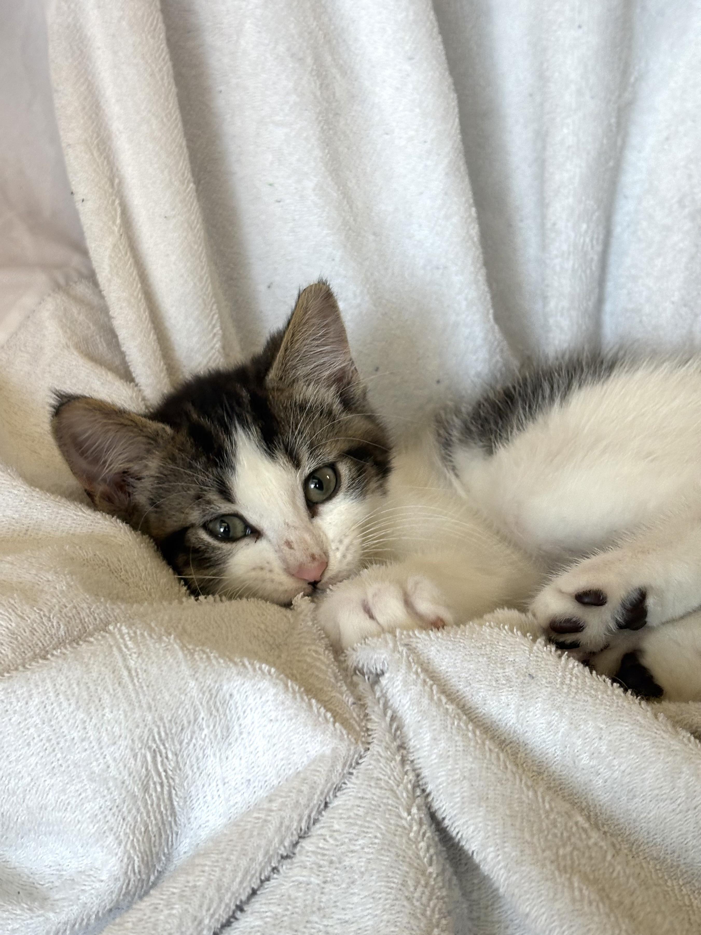 Smores, a ADOPTABLE mixed breed in Bonney Lake, WA image 2/6