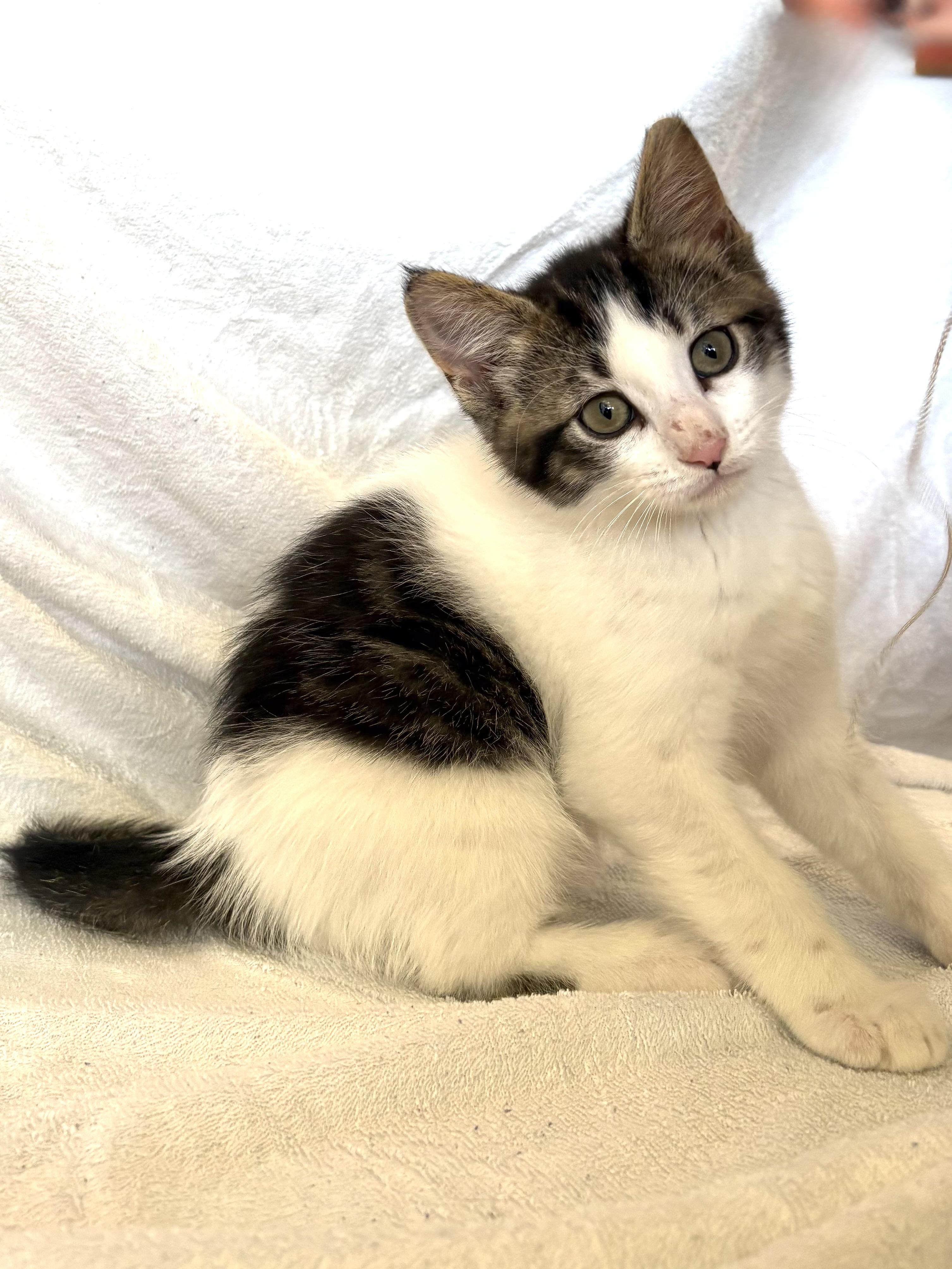 Smores, a ADOPTABLE mixed breed in Bonney Lake, WA image 6/6