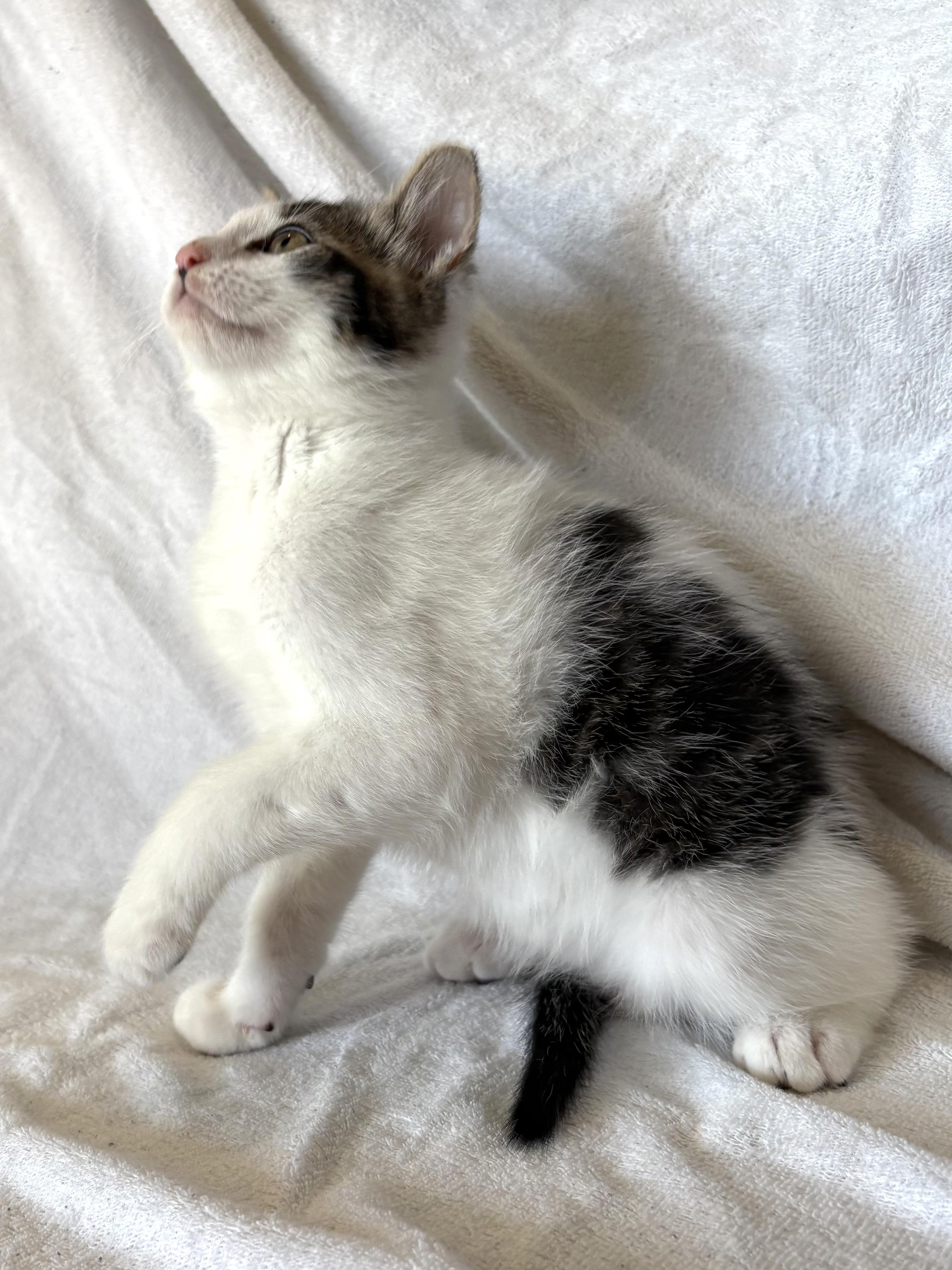 Smores, a ADOPTABLE mixed breed in Bonney Lake, WA image 3/6