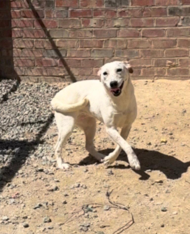 River, Adopted, Young Female Cattle Dog.