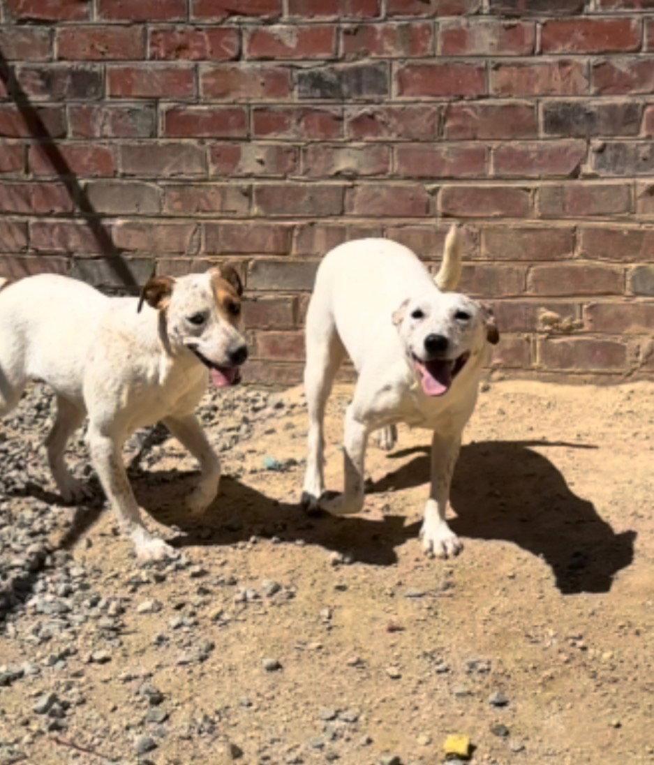 Enlarge River, a Adopted Cattle Dog in Thomasville, NC image 2/3