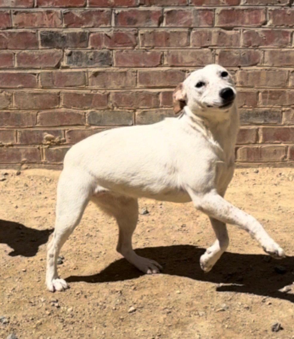 Enlarge River, a Adopted Cattle Dog in Thomasville, NC image 3/3