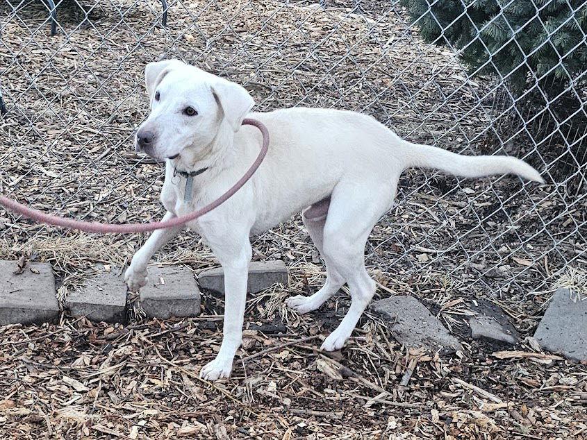 Enlarge Smiley, a Adopted mixed breed in Ringwood, NJ image 2/3