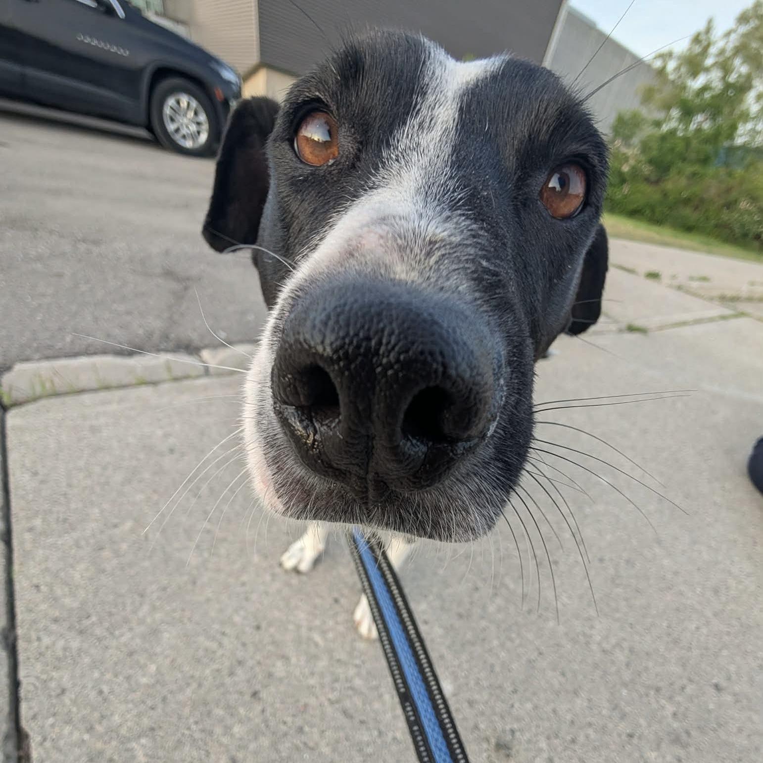 Dixi, ADOPTABLE, Adult Female Mixed Breed & Labrador Retriever.