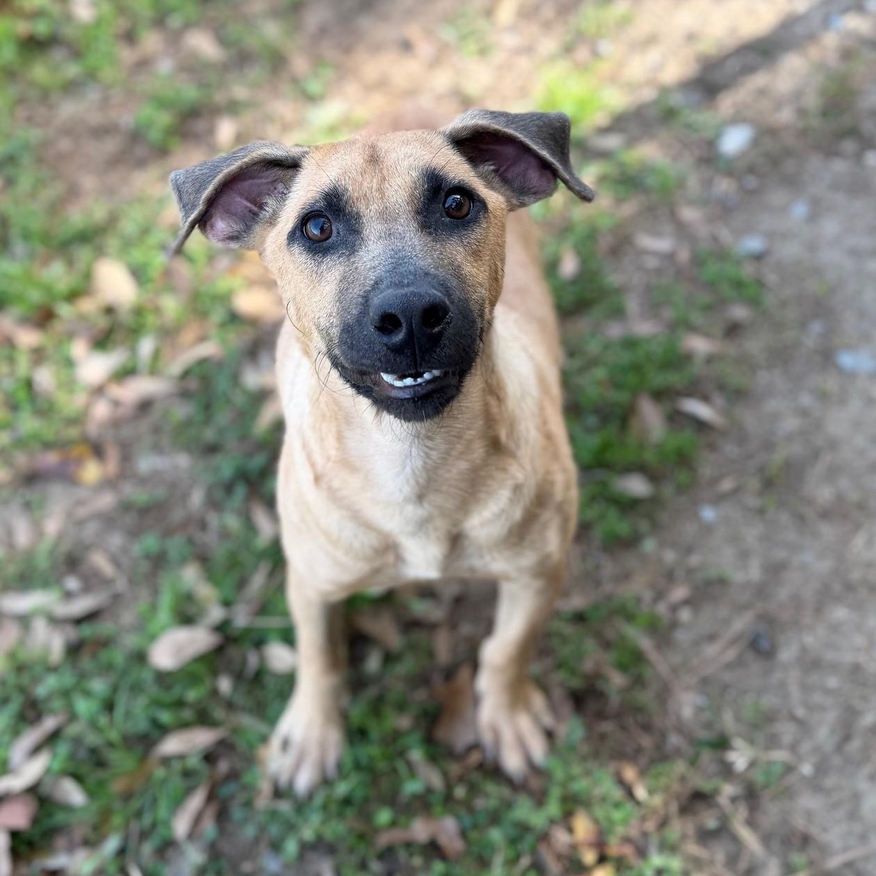 Lenny, ADOPTABLE, Adult Male Mixed Breed.