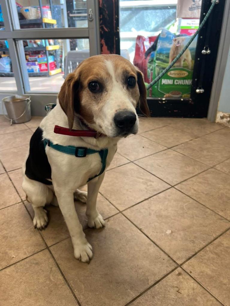 Enlarge Leroy, a Adoptable mixed breed in Marion, OH image 1/1