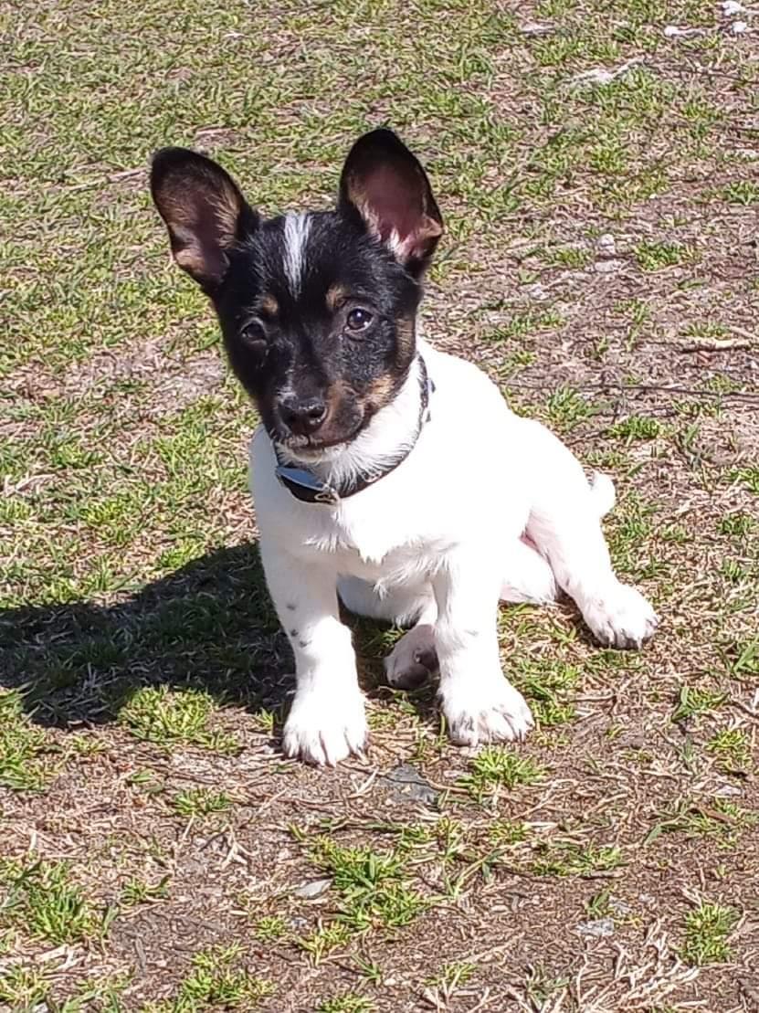 Floyd, a Adopted mixed breed in Woodbridge, CT image 2/3
