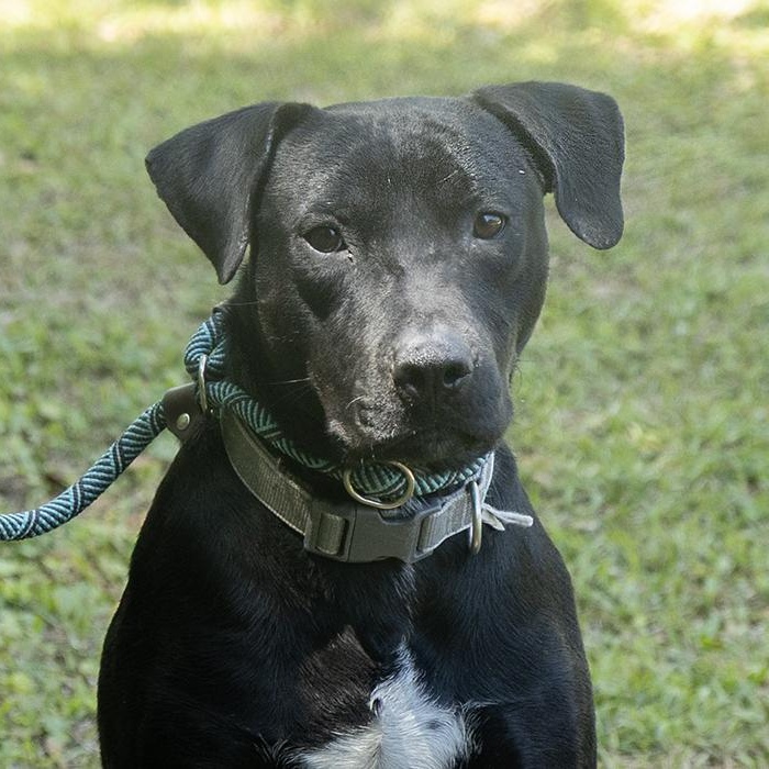 Cruise, ADOPTABLE, Adult Male Labrador Retriever.