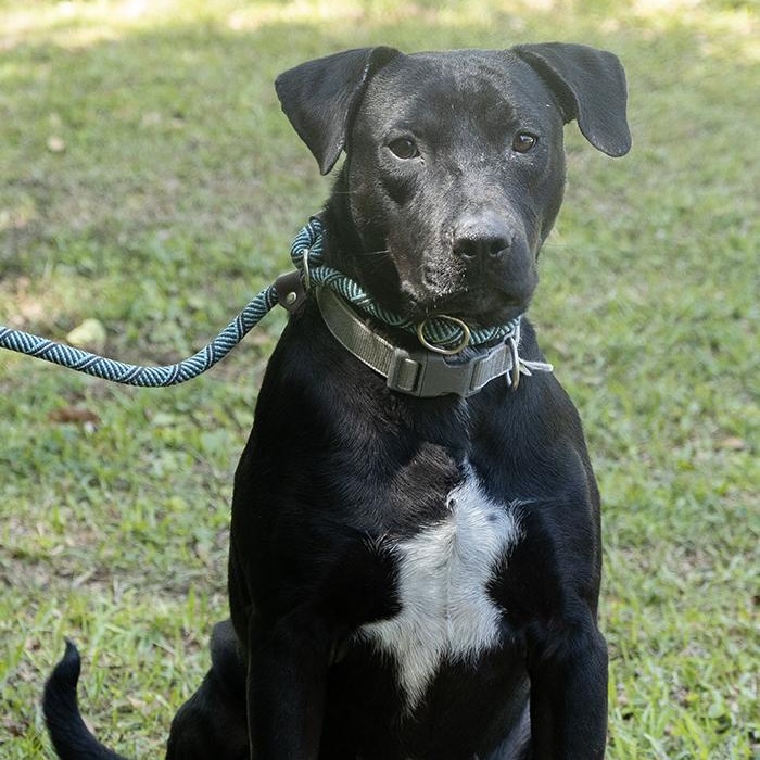 Cruise, a ADOPTABLE Labrador Retriever in Slidell, LA image 2/3