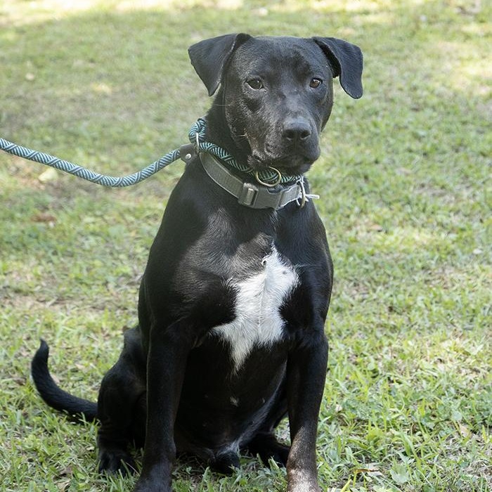 Cruise, a ADOPTABLE Labrador Retriever in Slidell, LA image 3/3